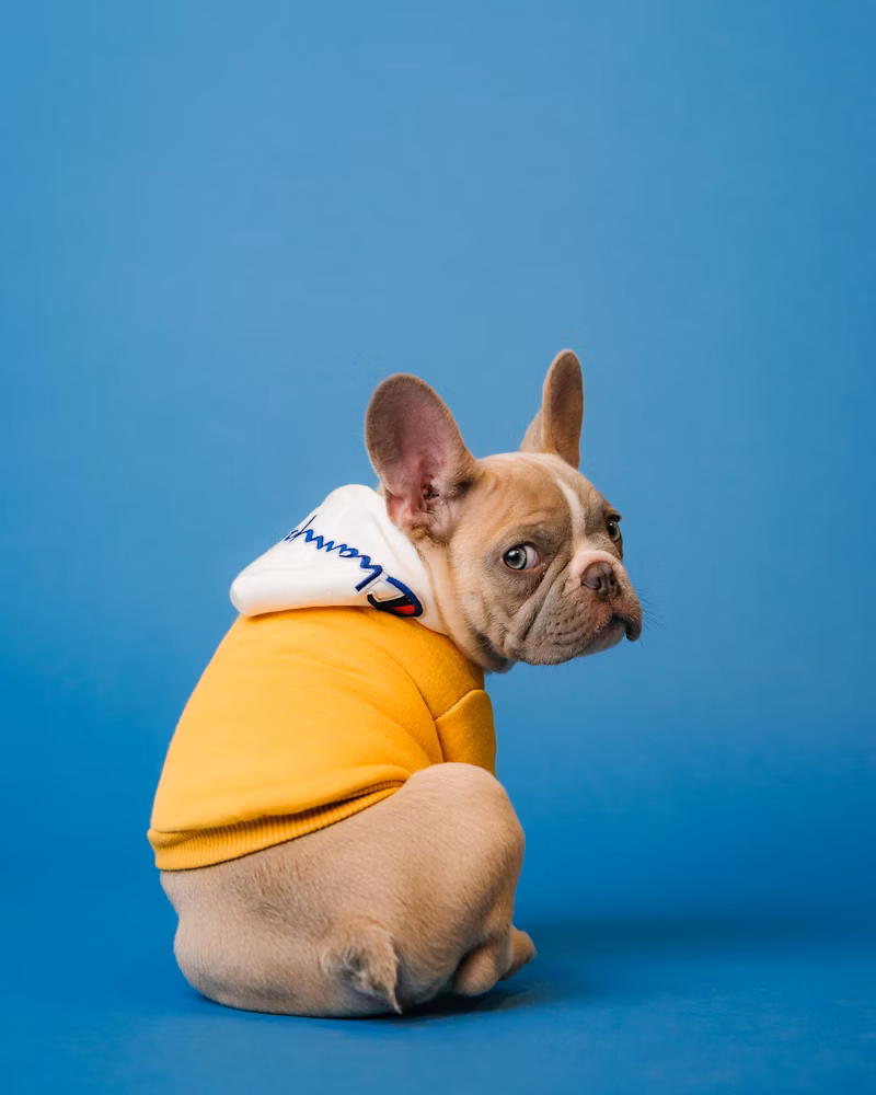 Puppy